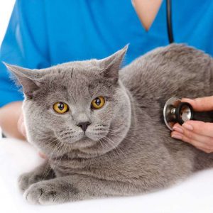 Ответ на самый популярный вопрос любителей Британских кошек сколько они живут в домашних условиях?