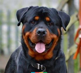 Характеристика собаки