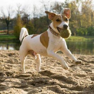 Охотничий шустрик из Британии все о Джек Рассел терьерах: сколько живут и стоят?