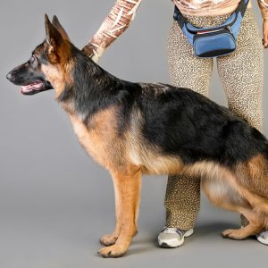 Все, что нужно знать о Немецкой овчарке: стандарты породы, размеры и вес по месяцам