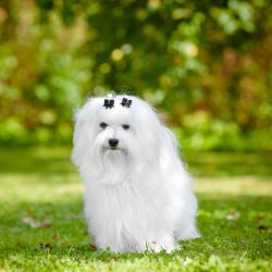 Цена собаки