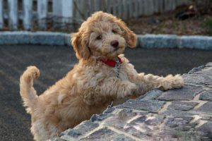 Собака кокер пудель кокапу: характер миниатюрного питомца с кудрявой шерстью