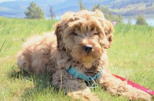 Гипоаллергенный лабрадудль: питомец с нелиняющей шерстью