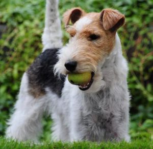 Маленькие, но невероятно сильные щенки Фокстерьер жесткошерстный: описание и отзывы о породе