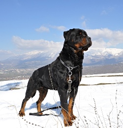 История происхождения породы