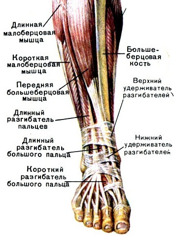 строение голеностопа