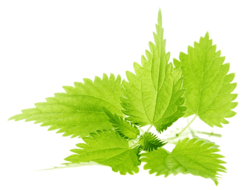 крапива для ног