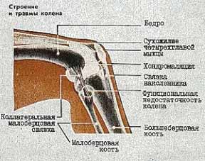 строение колена