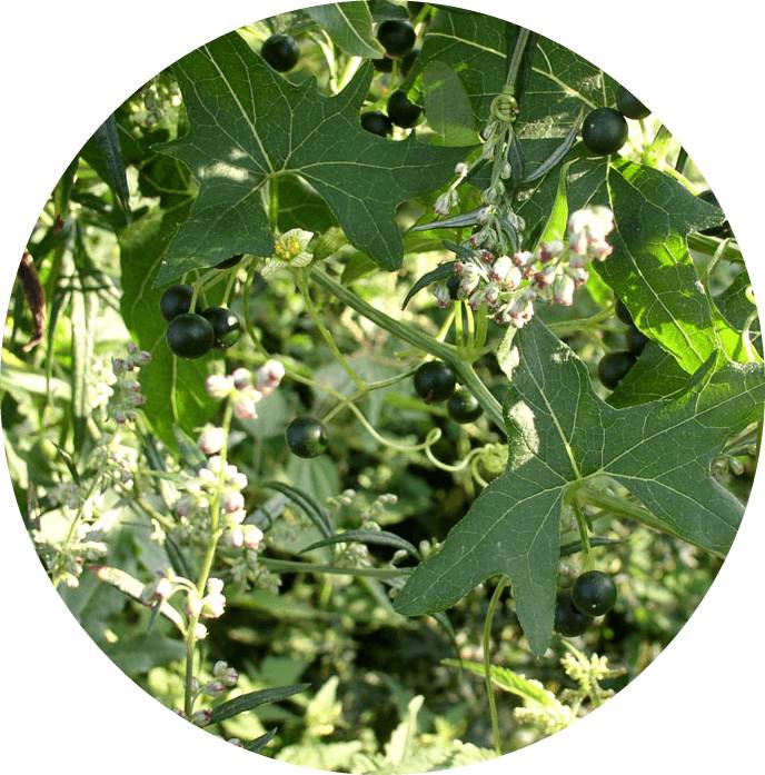 корень брионии для голеностопа