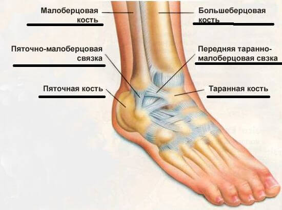 строение стопы