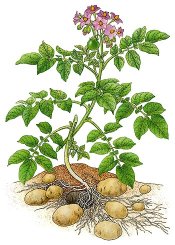 растение картофель