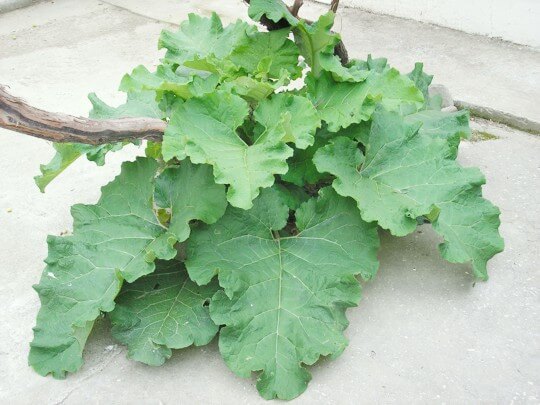 листья лопуха лопух