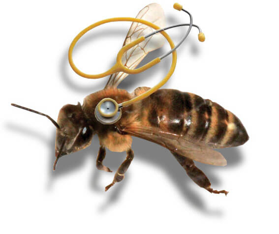 Апитерапия или лечение пчёлами лечение пчёлами