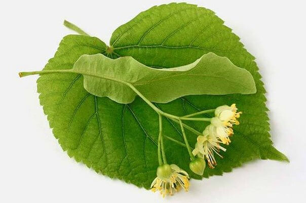 липа для стоп