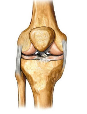 на фото строение коленного сустава