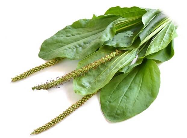 подорожник средство от боли